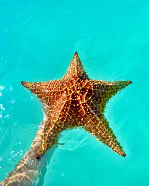 Punta Cana: Saona Island VIP | Private Beach, Open Bar & Lunch - Key points to know before booking