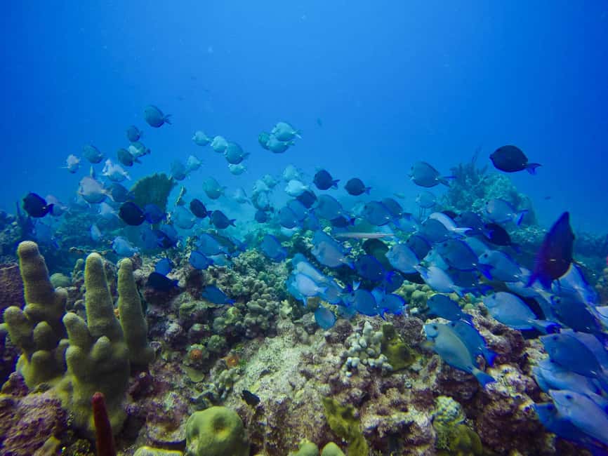 Punta Cana: Scuba Diving Adventure to Catalina Island - Key points at a glance