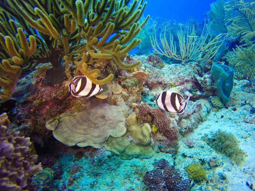 Punta Cana: Scuba Diving Adventure to Catalina Island - Second stop: the shallower Aquarium