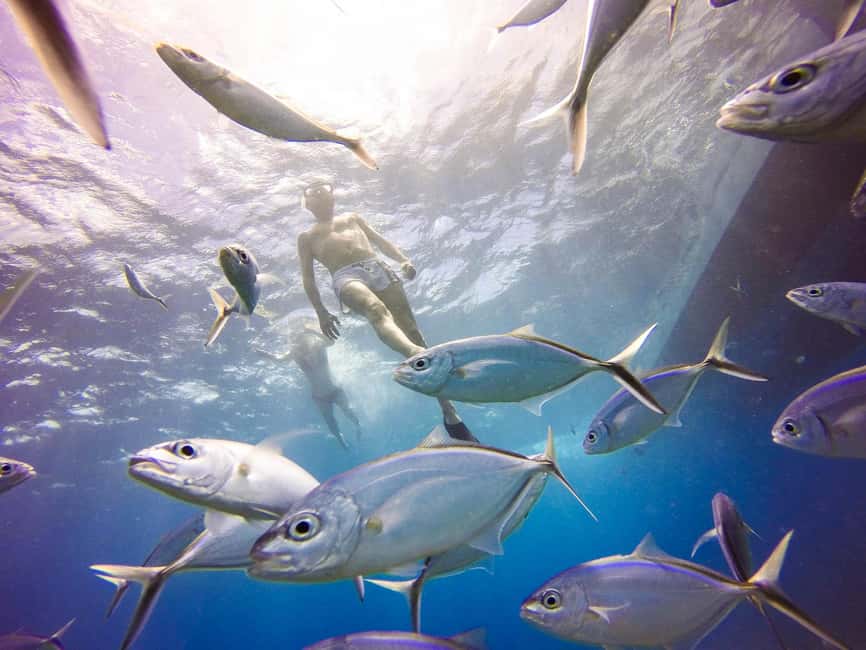 Punta Cana: Scuba Diving Adventure to Catalina Island - What the $155 price really covers
