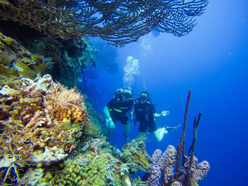Punta Cana: Scuba Diving Adventure to Catalina Island - Practical preparation for the day