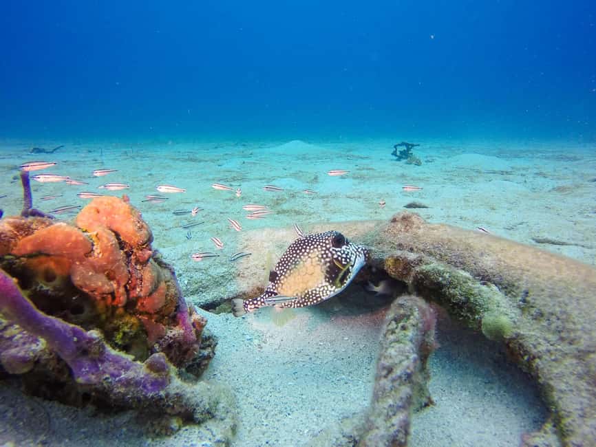 Punta Cana: Scuba Diving Adventure to Catalina Island - Should you book it?