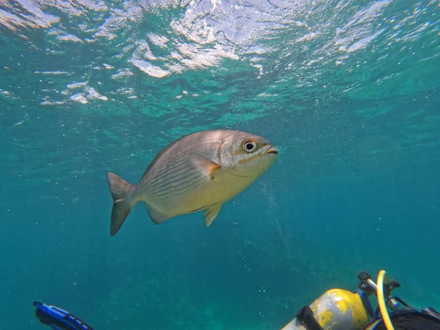 Punta Cana: Scuba Doo Adventure with Round-Trip Transfer - The trip from the hotel to the water