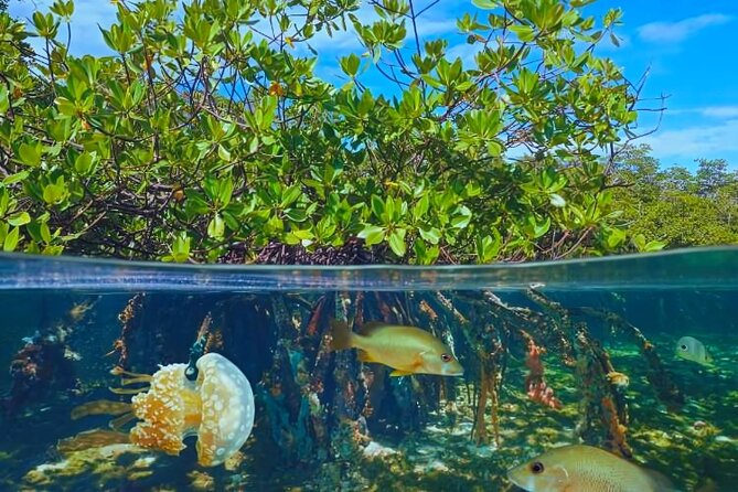 Punta Cana Speed Boat to Saona Island with Lunch & Natural Pools - Group size, pace, and comfort