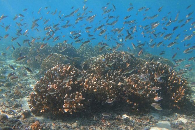 Punta Cana Speed Boat Tour and Snorkeling - Racing along Punta Cana’s coast