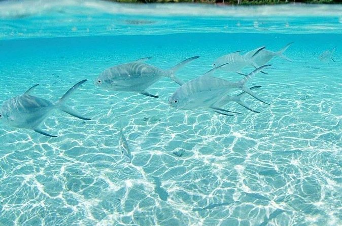 Punta Cana Speed Boat Tour and Snorkeling - What the guides add to the day