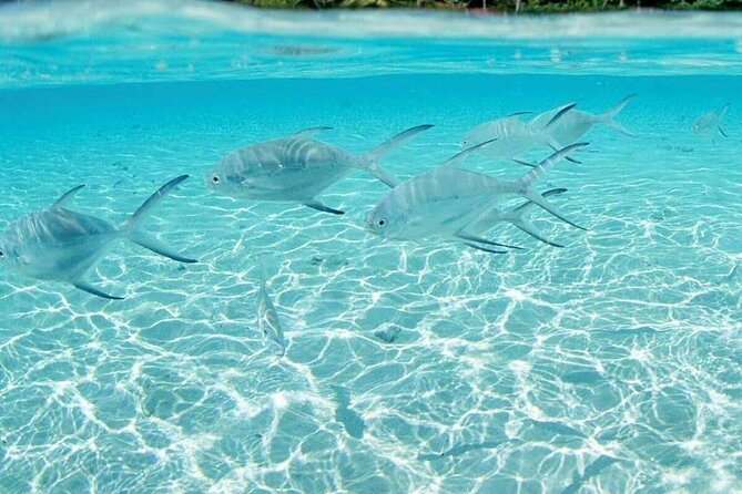 Punta Cana Speed Boat Tour and Snorkeling - Hotel pickup makes the short outing easier