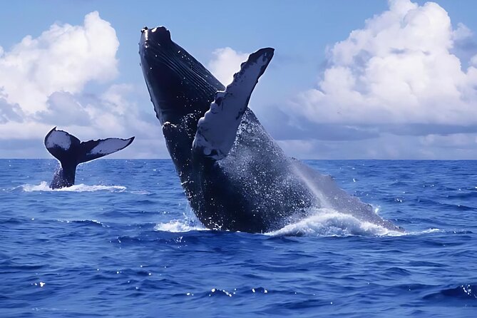 Punta Cana: Whale Watching and Bacardi Island Day Trip - Samaná Bay and the winter whale season