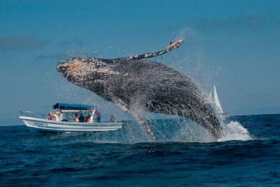 Whale Watching and Bacardi Island Day Trip
