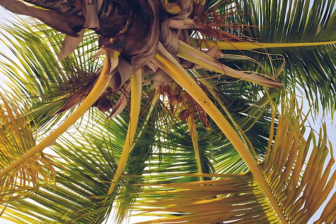 Punta Cana: Whale Watching and Bacardi Island Day Trip - What to pack for the day