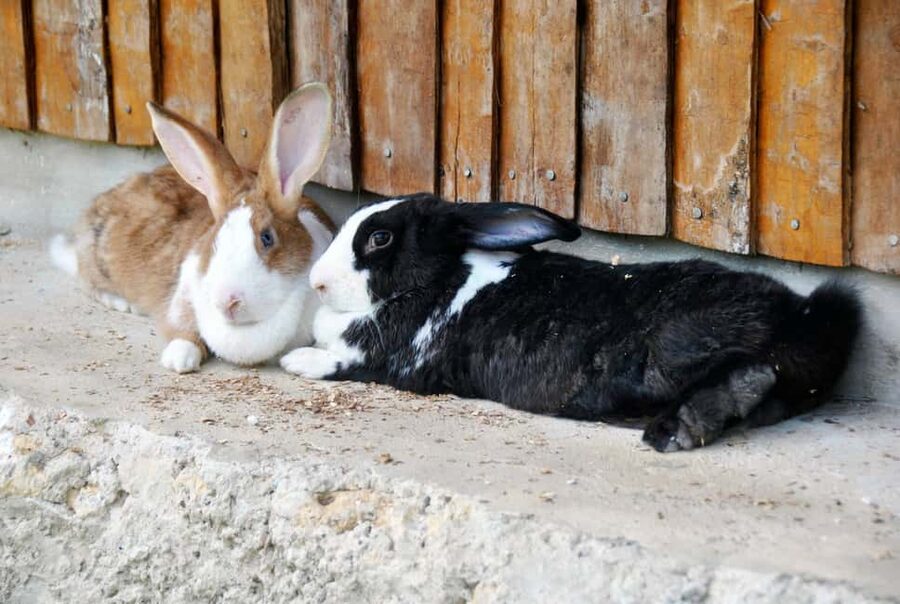 Punta Cana: Xploration Animal Park Bus Tour with Encounters - Meeting rabbits, deer, ostriches, and emus