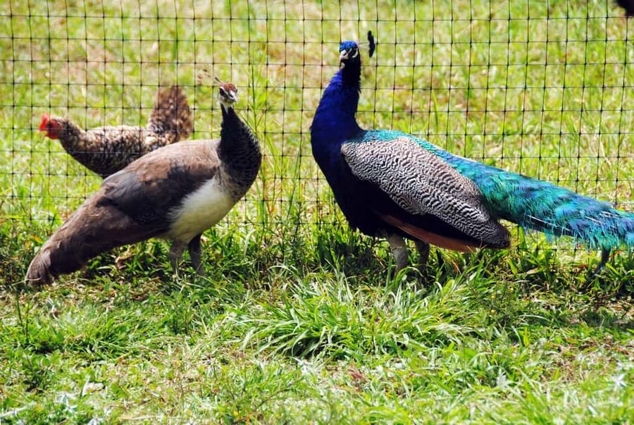 Punta Cana: Xploration Animal Park Bus Tour with Encounters - What the $90 price includes