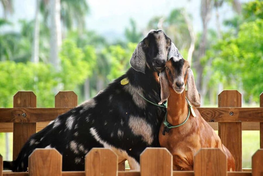 Punta Cana: Xploration Animal Park Bus Tour with Encounters - Starting with the park presentation