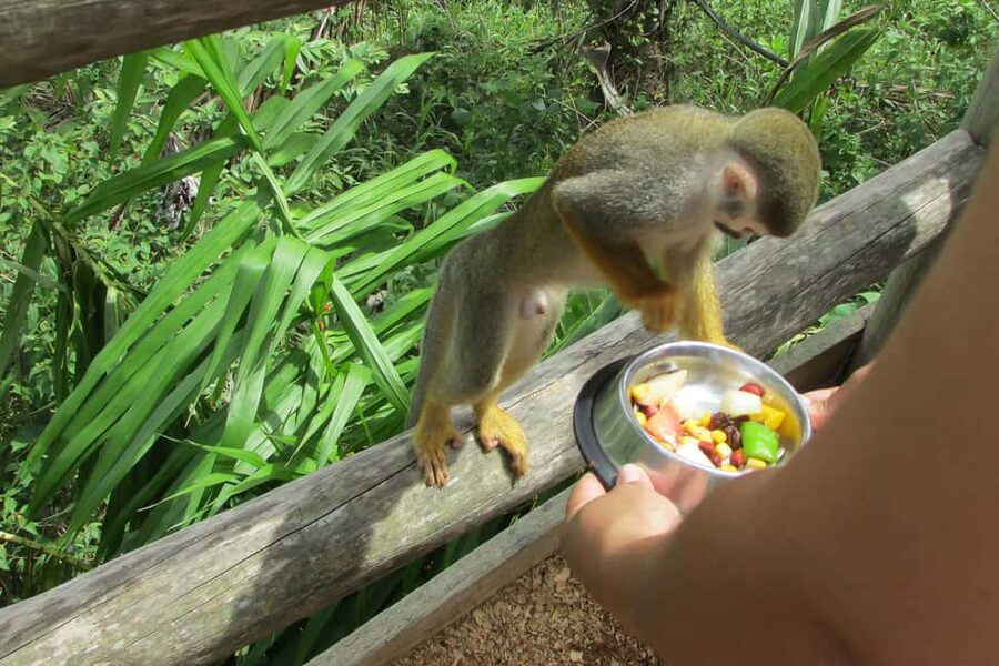 Punta Cana: Ziplines Adventures & Monkeyland Entry - Guides make a real difference