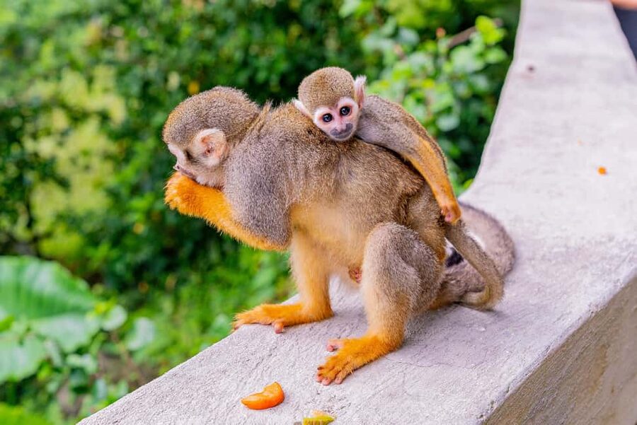Punta Cana: Ziplines Adventures & Monkeyland Entry - Who should book this day?