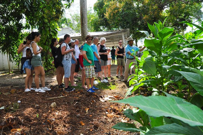 Safari Supreme Full Day Outdoor Adventure Punta Cana - Cacao, coffee, coconut oil, and tobacco