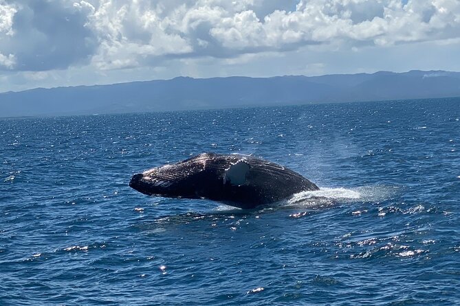 Samana Full Day Waterfall, Safari and Beach - Beach time adds a welcome change of pace