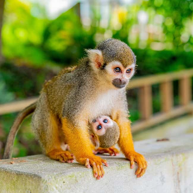Samaná: Monkeyland and Open-Air Safari Truck Tour - Riding the open-air safari truck through the countryside