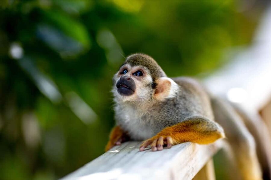 Samaná: Monkeyland and Open-Air Safari Truck Tour - Is $65 a fair price?