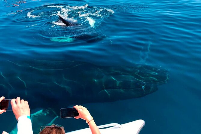 Samaná Whale Watching, waterfall & Cayo Levantado Adventure - How demanding is the day?
