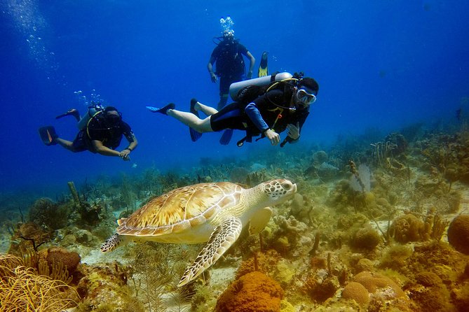 Saona Diving - Key details before you book