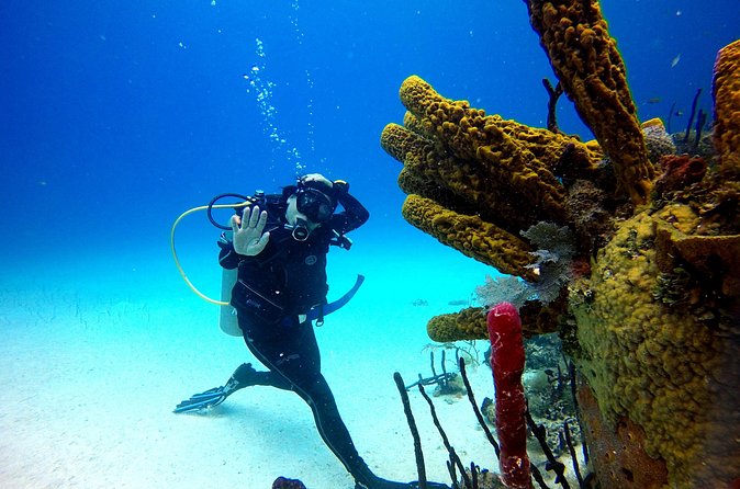 Saona Diving - Coral, tropical fish, and clear Caribbean water