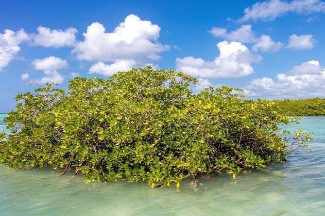 Saona Island Full-Day Tour with Lunch from Punta Cana - Guides can make or break the rhythm