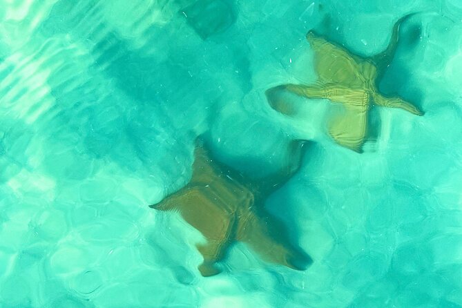 Saona Island, Natural pool Starfish, Fast boat, Catamaran +Dances - Saona Island in one long Caribbean day