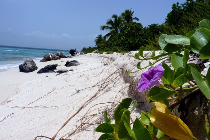 Saona Island Tour from Punta Cana with Lunch, Open Bar & Pickup - The catamaran ride back to Punta Cana