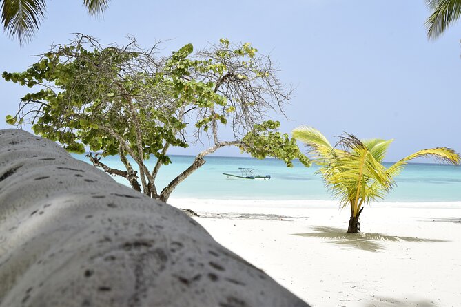 Saona Island Tour - Full Day from Punta Cana Buffet and drinks - Buffet, drinks, and the real value of $75