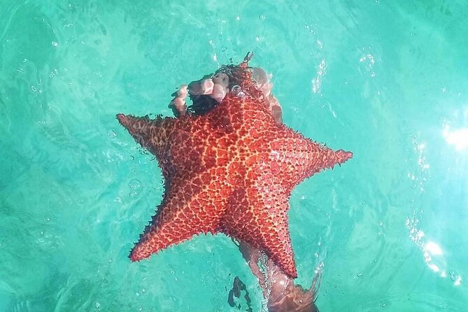 Saona Island Tour - Full Day from Punta Cana Buffet and drinks - Should you book it?
