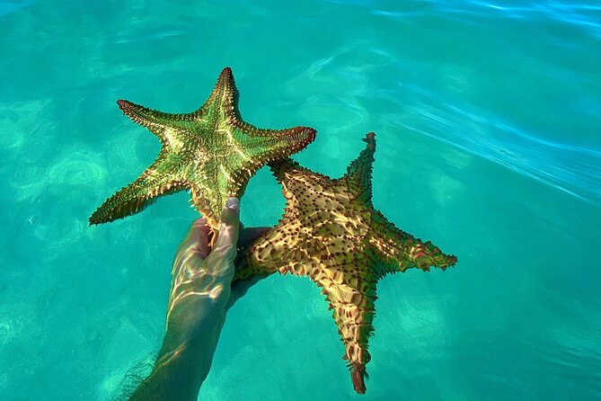 Saona Private Tour with Own Guide and Transport from Punta Cana - Playa Viva brings a short reef snorkeling stop