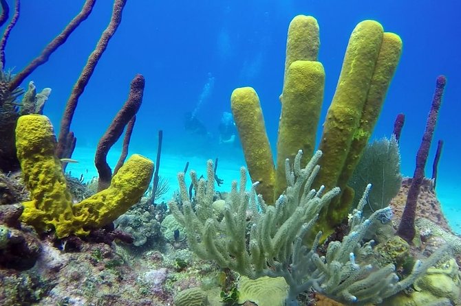 Scuba Diving at Catalina Island - 2 tank - for Certified Divers - What the PADI-led underwater sessions involve