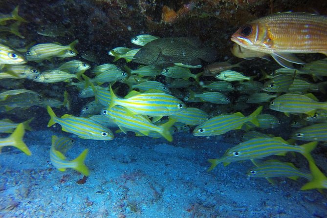 Scuba Diving at Catalina Island - 2 tank - for Certified Divers - Aquarium Reef at a maximum of 40 feet