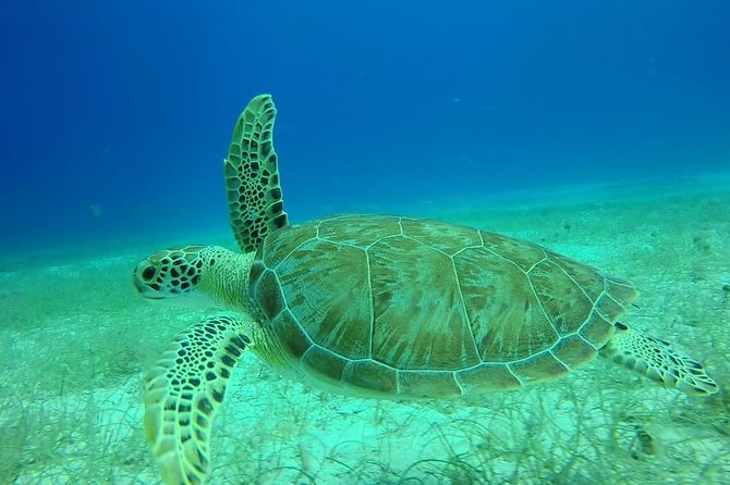 Scuba Diving at Catalina Island - 2 tank - for Certified Divers - Beach lunch, open bar, and the shift from reef to relaxation
