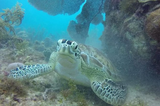 Scuba Diving at Catalina Island - 2 tank - for Certified Divers - What the $189.99 price really covers