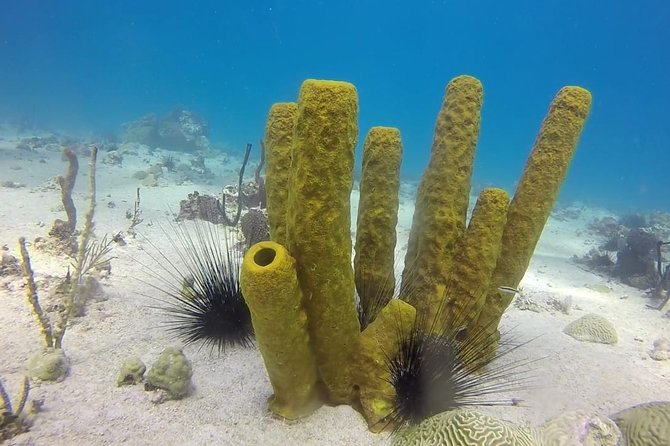 Scuba Diving at Catalina Island - 2 tank - for Certified Divers - Who will get the most from this Catalina outing