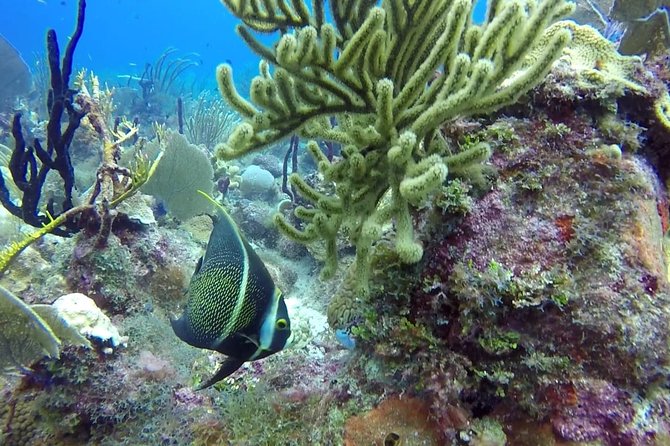 Scuba Diving at Catalina Island - 2 tank - for Certified Divers - The Wall at 33 to 99 feet