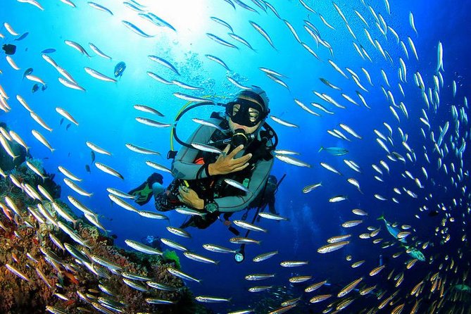 Scuba Diving on Catalina Island | 2 tanks, 2 spots - El Muro, or The Wall, at up to 25 meters