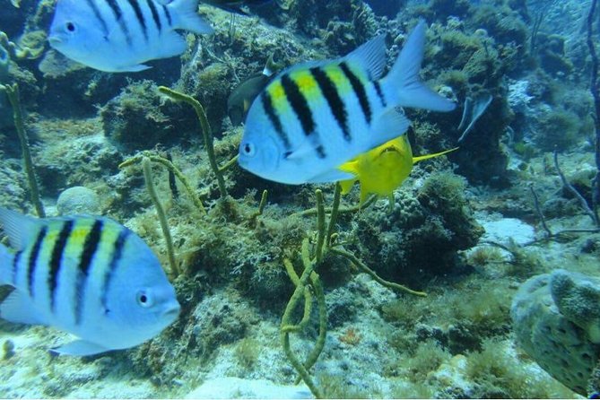 Scuba Diving on Catalina Island | 2 tanks, 2 spots - Equipment, fitness, and what to bring