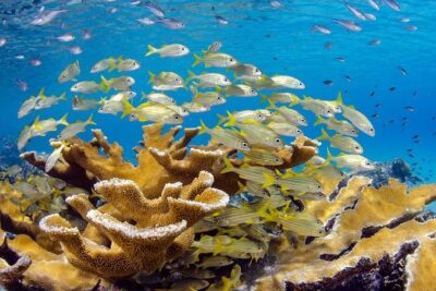 Scuba Doo Diving Experience in Punta Cana