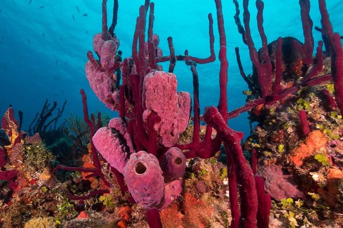 Scuba Doo Diving Experience in Punta Cana - Is $61 a Fair Price?
