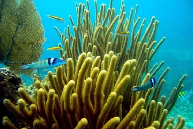 Scuba Doo Underwater Scooter in Punta Cana (Half Day) - Who will enjoy this most?
