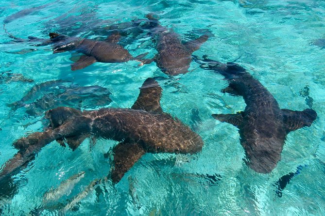 Sharks & Stingrays Snorkeling in Punta Cana with Parasailing - Snorkeling with tropical fish before the animal encounter