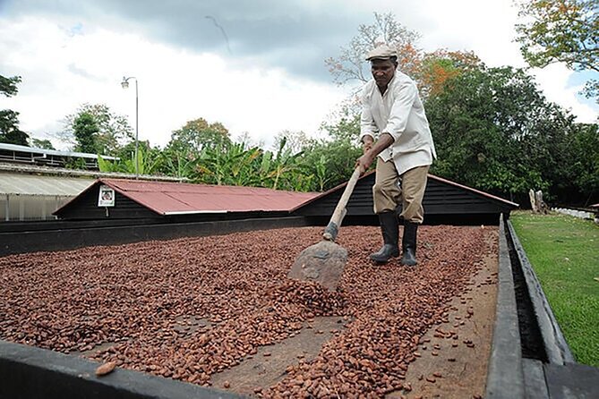Small Group: Half-Day Cultural Tour of Punta Cana - A Dominican home turns coffee and cocoa into the lesson