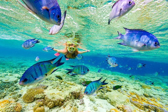 Small Group Snorkeling, Sharks & Stingrays Encounter by boat - Sharks, stingrays, and a very easy afternoon