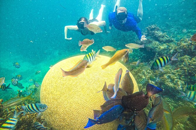 Snorkel Lovers for All Ages & Premium Seafood Lunch in Punta Cana - Key points to know before booking