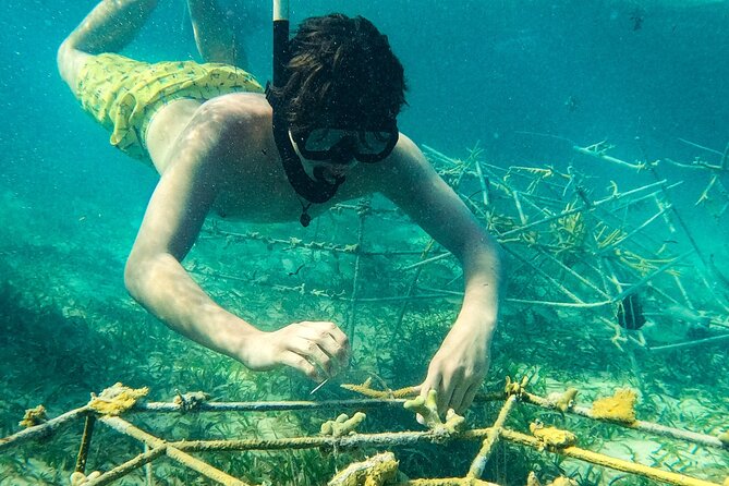 Snorkel Lovers for All Ages & Premium Seafood Lunch in Punta Cana - Price and what you receive for $114