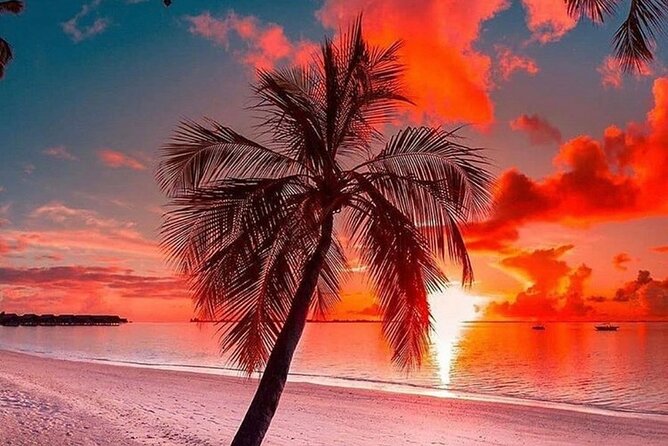 standard and premium transfer from punta cana airport to las terrenas - Who Gets the Best Value at $255