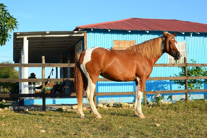 Sunset Horseback Riding Tour in Punta Cana (Private Option) - Is $65.95 good value?